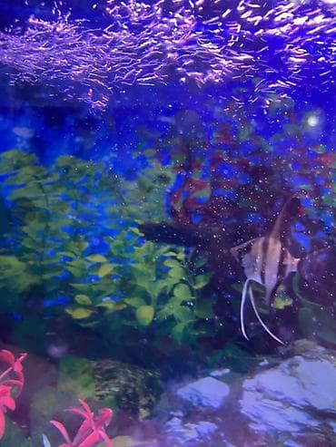 akvarium baliqlari qizil baliq: Mələk balığı (skalyari), Sülhsevər — 1