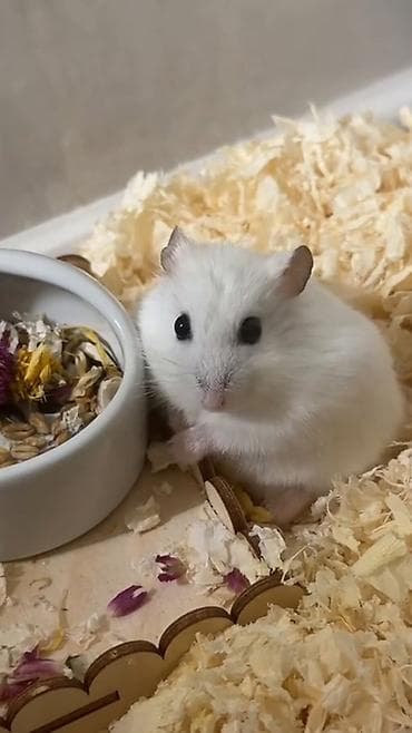 hamster satis: Qəfəs və dümağ dişi cunqarik satılır. Qəfəsdə heç bir problem yoxdur — 6
