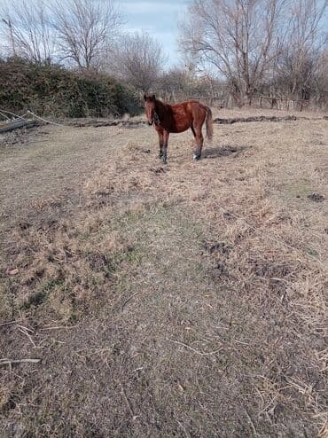 azerbaycanca pişik adlari: Qırmızı-kəhvəyi rəngli at - Növ: yerli iş/Minik atı - Rəng — 2