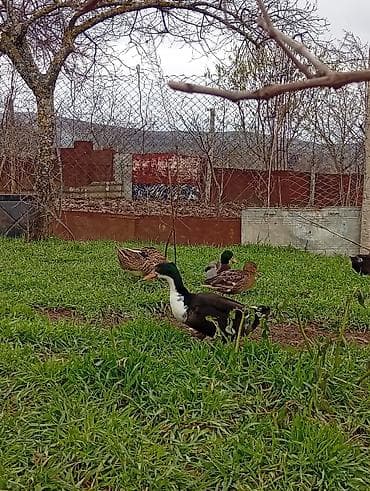 İçkilər: Təmiz çol ordekleridi,bu ay erzinde yumurtayacaq,yerli oreyden ferqi — 3