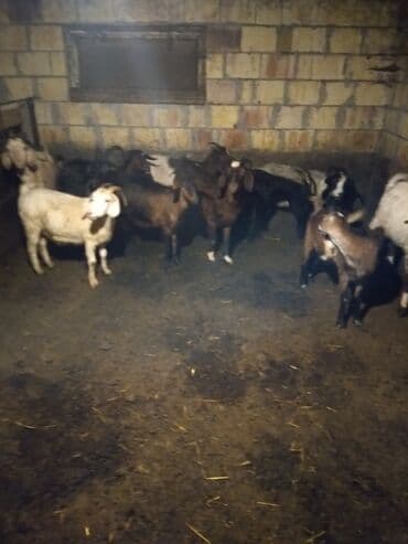 Satışda qarışıq rəng və yaşlarda keçi sürüsü. Xüsusiyyətlər: -