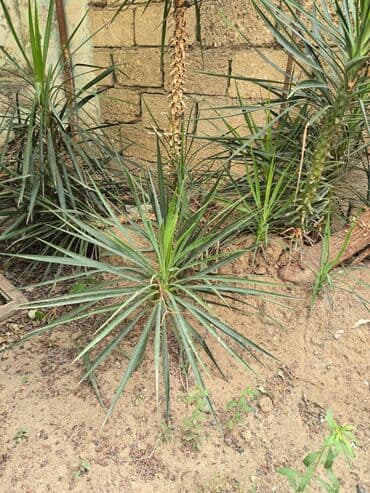 sərv ağacı: Yucca ağacı sərt, tünd yaşıl yarpaqları ilə tanınır və quraq iqlimə — 2