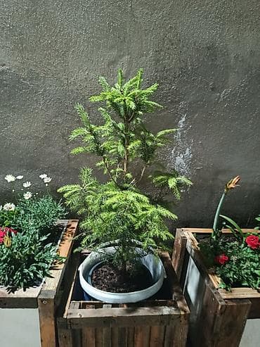 Qara küknar (Picea) – qablarda əkilmiş dekorativ həmişəyaşıl — 8