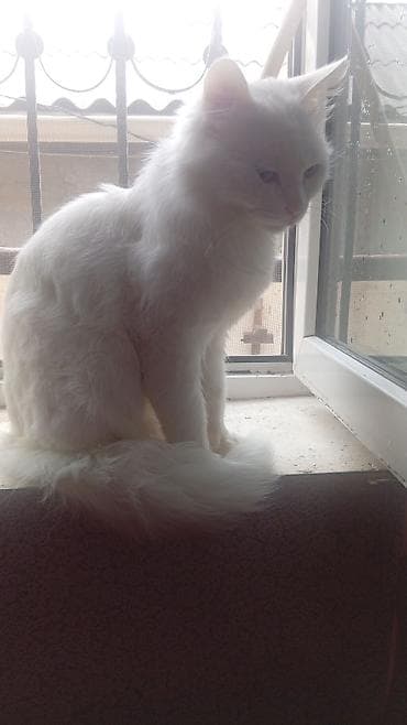 ağ pişik adları: Ağ tüylü, uzun quyruqlu ev pişiyi. - Rəng: tam ağ - Tüklər: uzun — 2