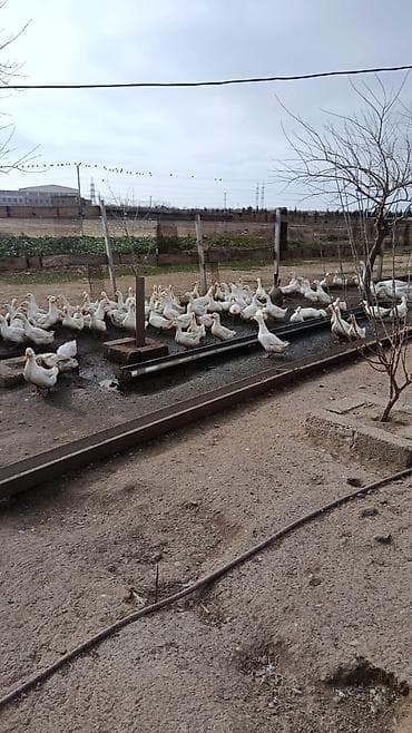 Другие продукты питания: Məhsul: Pekin Ördək yumurtası (inkubasiya üçün) Təsvir: - Ağ rəngli — 8