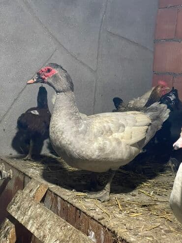 pişik adları erkek: 2 eded mirvari erkek lal ordek satilir — 3