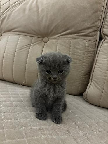 Şotland yastı qulaq