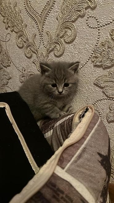 shotland pişik: Britan — 8