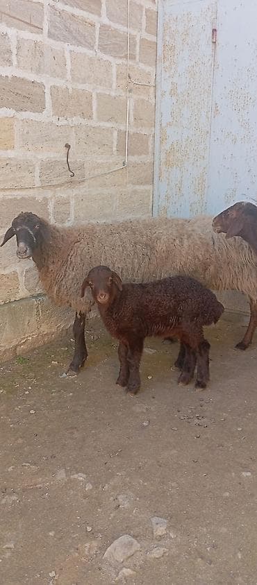 Gəmiricilər: Salam ünvan Bakıin maştağa kendi obşi 7 baş heyvanlar satılır 3 baş — 4