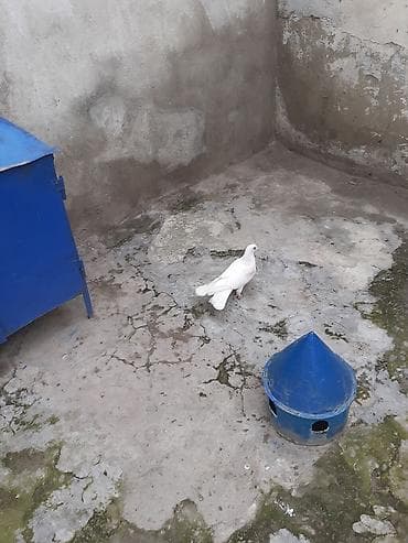 it yemi satisi: 7dene gusdur biri 3 azn cilde var — 7