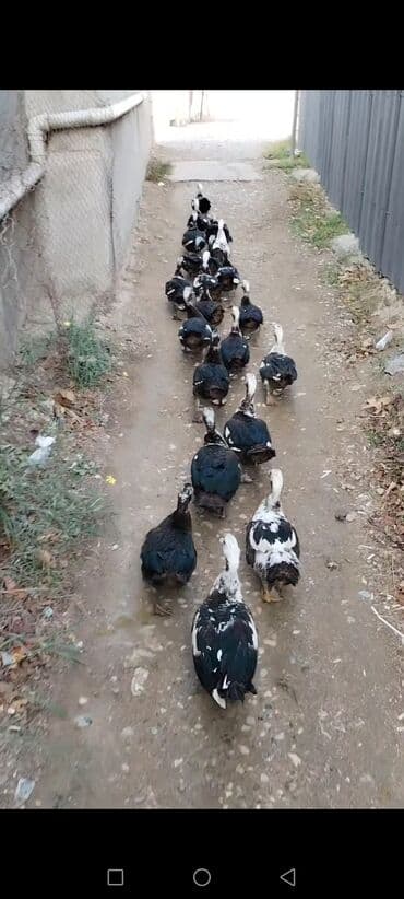 xacmazda satilan inekler: Ördəklərimi satıram lal ördəklərdi. Xoruzların 20 azn, Fərə lər 15 — 2