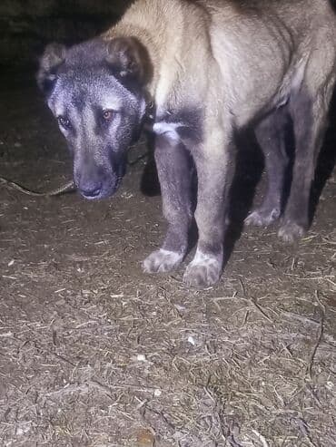 kangal itlərin satışı: Kanqal, Erkek — 3