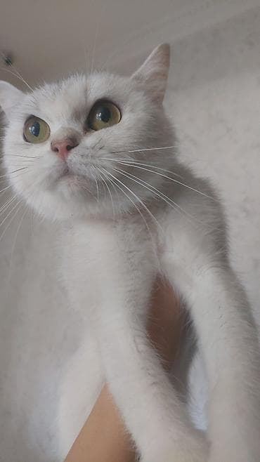 Şinşilla, Dişi, Yaxşı əllərə, Ödənişli çatdırılma