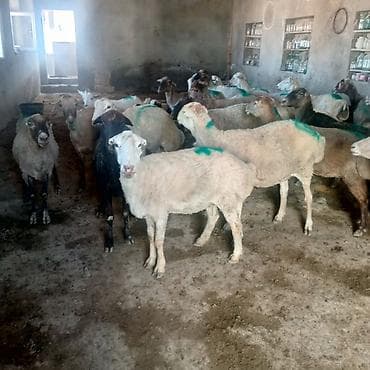 haski balasi satisi: Dişi, il: 3, 45 kq, Damazlıq, Ünvandan götürmə — 7