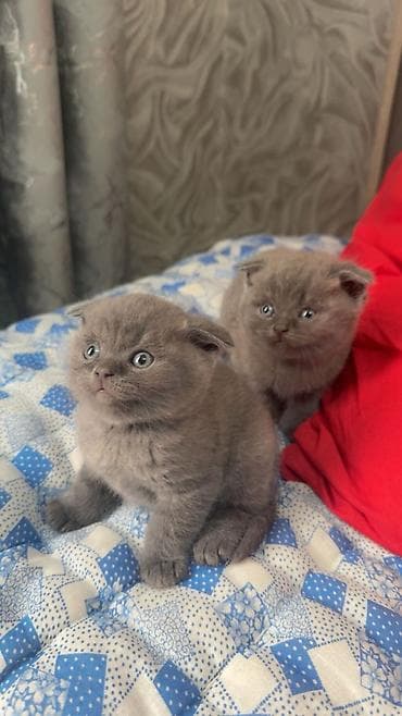 scottish: Şotland yastı qulaq, Erkək, Dişi — 5