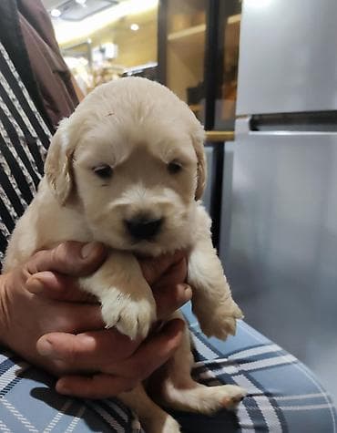 Gəmiricilər: Şotland — 7