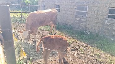 simmental danalarin satisi: Dişi, Simental, il: 3, 800 kq, Südlük, Ünvandan götürmə — 5