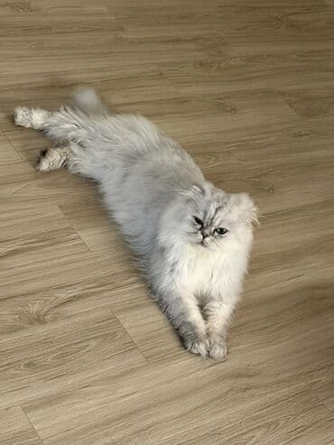 британская кошка купить: Британская, Самец, В добрые руки — 4