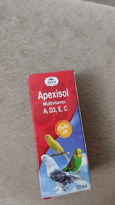 ev quslari adlari: Korella hazir erkəy disi qiymət sondu — 2