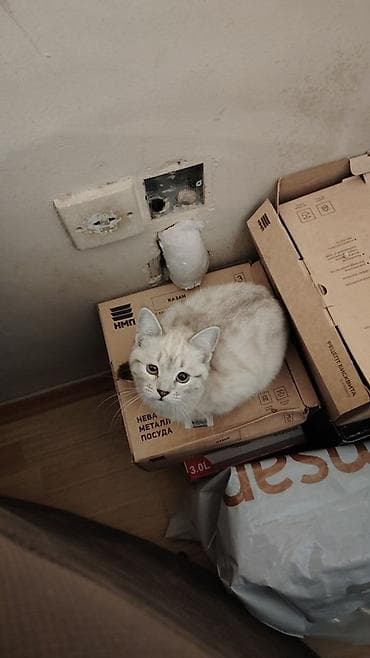 Şotland və siyam pişiyinin qarışığı — 1