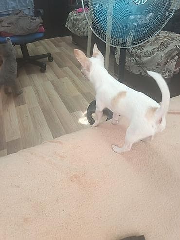 İtlər: Çixuahua, 4 ay, Dişi, Peyvəndli, Ödənişli çatdırılma — 3