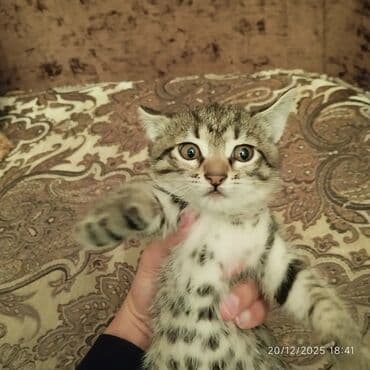 купить котенка бесплатно: В добрые руки — 2