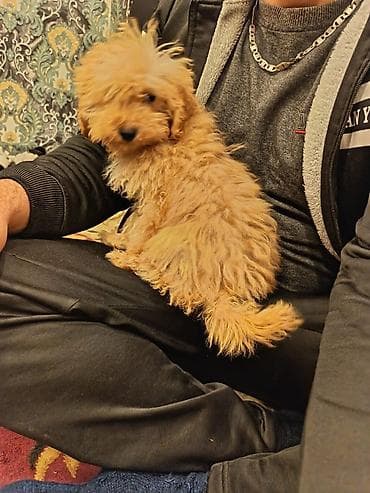 kaski itleri: Pudel, 3 ay, Dişi, Peyvəndli, Ünvandan götürmə, Pulsuz çatdırılma, Ödənişli çatdırılma — 3