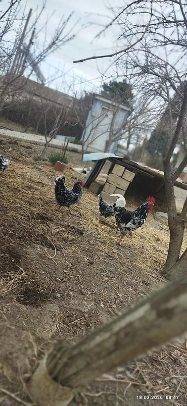 at satanlar: Toyuq, Damazlıq, Ünvandan götürmə, Ödənişli çatdırılma — 7