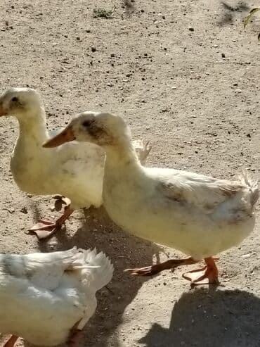 ördək neçə günə bala çıxarır: Sadəcə ağlar ördəkkər satılır 6 aylıqdır — 2