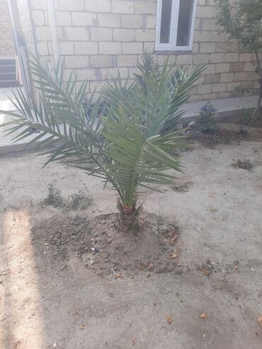 badam qiyməti: Salam, gördüyünüz xurma ağacları satılır. Qiymət razılaşma yolu ilə — 3