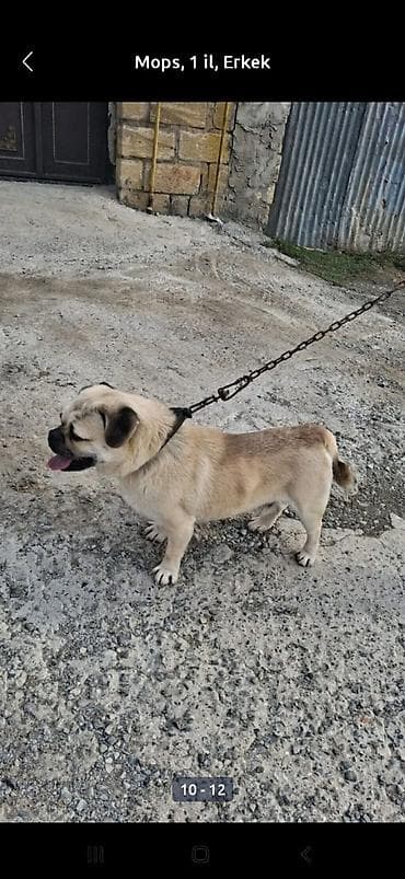 itlər zvanok: Mops, 1 il, Erkek — 5