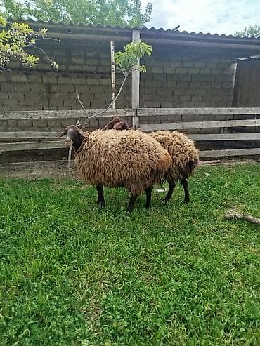 qoyun alıram: Qoyunlar – yerli cins - Say: 2 baş Salam iki super damazlıq qala — 2