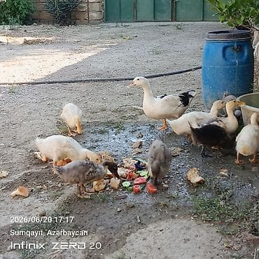 it adları erkek: 11 bala səsli ördəkdilər analarida yanlarındadı birdə macar erkey lal — 3