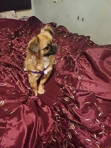 itler tap az: Pekines, 6 ay, Dişi, Peyvəndli, Ünvandan götürmə — 4