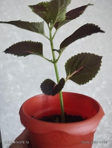 Otaq bitkisi – Kolеus (Coleus) fidanı, plastik dibçəkdə lalafo.az -da Otaq bitkisi – Kolеus (Coleus) fidanı, plastik dibçəkdə