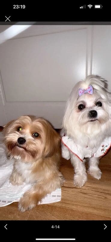 zıvanok itlər: Ana atasının Seklı var 1aylıq erkek bala Miniatür it balası – yığcam — 4