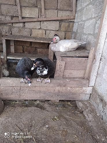 Qiymət 300 AZN - 10 ədəd böyük ördək və 25 ədəd bala birlikdə Muscovy