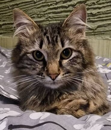 şotlant pisiyi: Sibir, Dişi, Yaxşı əllərə — 1