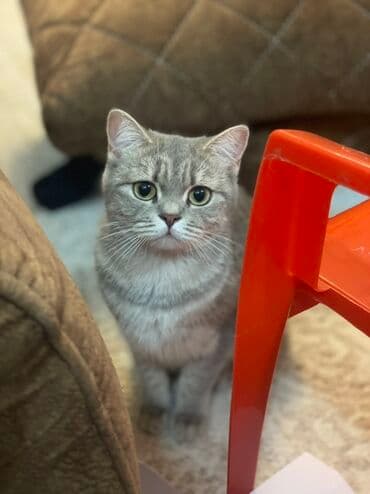 котёнка в добрые руки: Британская — 1