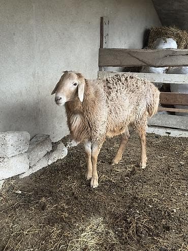 Qoyun – ət və damazlıq üçün - Cins tipi: QISSAR uzunqulaq, - Rəng