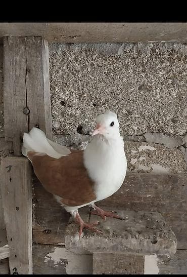 turac qusu: Salam erkey heşterxan quşu maya bakı cinsi 1 cüt keven bala ve 1 cütde — 4