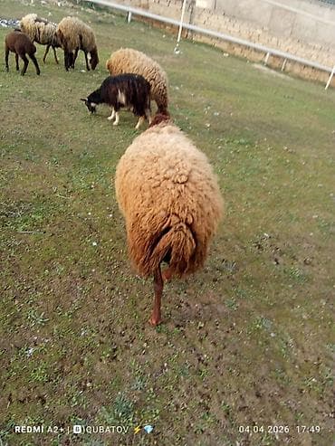 dovşan haqqında məlumat: Erkey toğulu satılır istəyən olsa yazsın video sun atım baxın real — 2