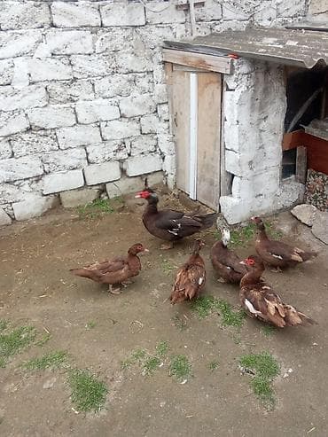 ağ ordək: 5fere bir erkey 30 fereler 50 erkey asaqi yeri var cavan ferelrdi - — 3