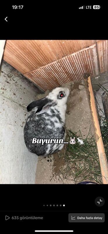 dovsanlar: Salam bala böyük erkek dişi boğaz cavan dovşanlarımı ördəklə barter — 3