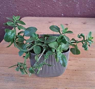 kalina bitkisi: APTENİYA — 1