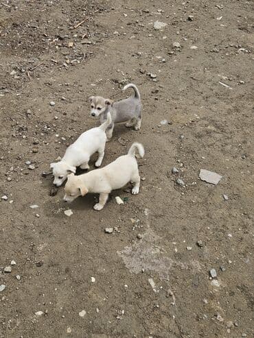 it şəkilləri: Zvanok, çubuş – qarışıq rənglərdə (krem, ağ, boz). Yeməyə — 7