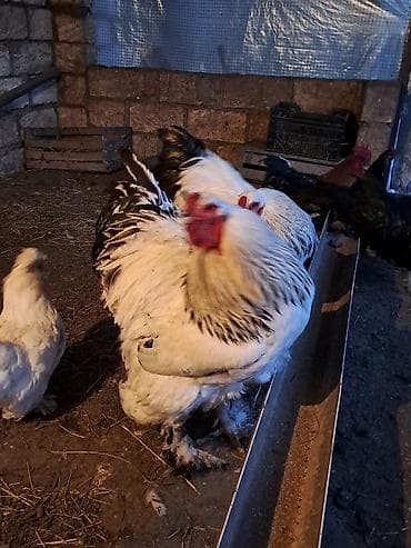 kend toyuqlari: Toyuq, Brama, Damazlıq — 2