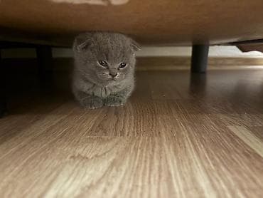 pişik yeməyi: Şotland yastı qulaq, Yaxşı əllərə, Ünvandan götürmə — 4