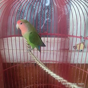 toyuqlar satilir: Agapornis (Sevgi tutuquşuları) – müxtəlif rənglərdə, 2 cüt sarı — 4
