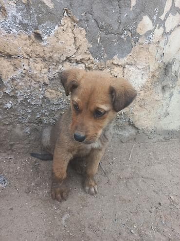 2 ay, Erkek lalafo.az -da 2 ay, Erkek